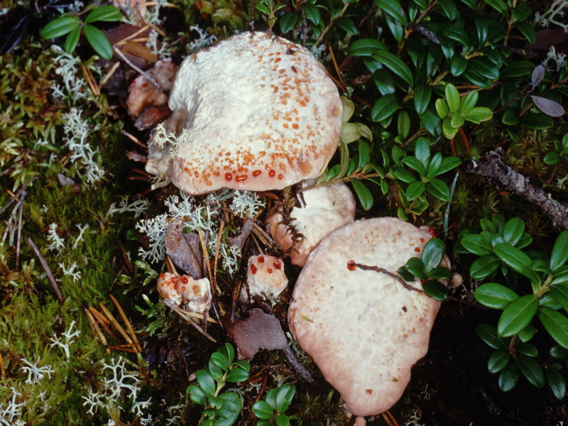 Specie interessanti dalla Lapponia